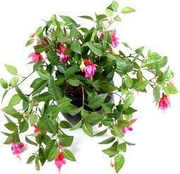 3030-24fuschia-chute-lou