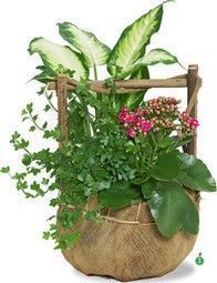 potted-kalanchoe-mix-307.jpg